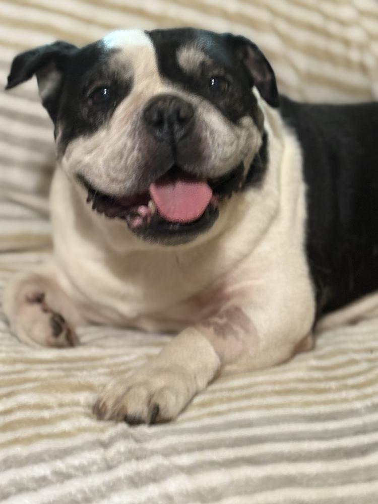 Jersey, a Adoptable mixed breed in San Diego, CA image 4/6