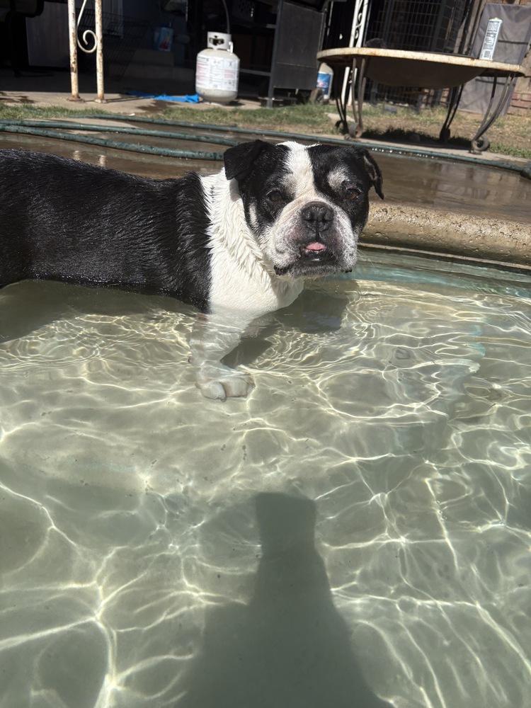 Jersey, a Adoptable mixed breed in San Diego, CA image 6/6