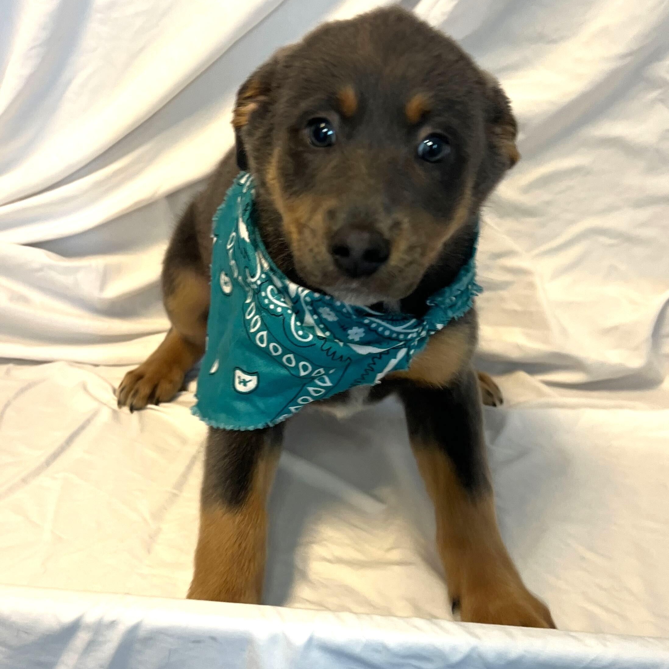 Mini Muffin, adopted, Puppy Female Mixed Breed.