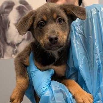 Enlarge Mini Muffin, an adopted Mixed Breed in Canal Winchester, OH image 2/2