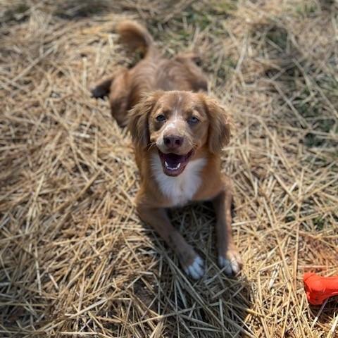 Austin, Adoptable, Young Male Mixed Breed.