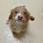 Enlarge Austin, a Adoptable Mixed Breed in Poplar Bluff, MO image 2/6