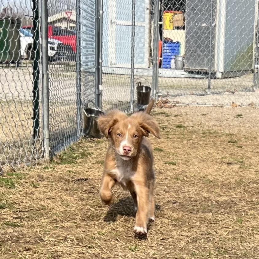 Enlarge Austin, a Adoptable Mixed Breed in Poplar Bluff, MO image 3/6