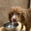 Enlarge Austin, a Adoptable Mixed Breed in Poplar Bluff, MO image 4/6