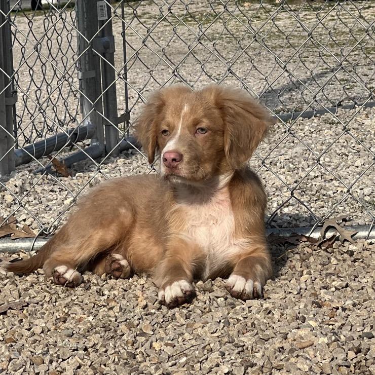 Enlarge Austin, a Adoptable Mixed Breed in Poplar Bluff, MO image 5/6
