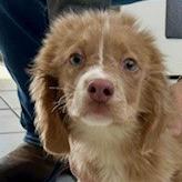 Enlarge Austin, a Adoptable Mixed Breed in Poplar Bluff, MO image 6/6