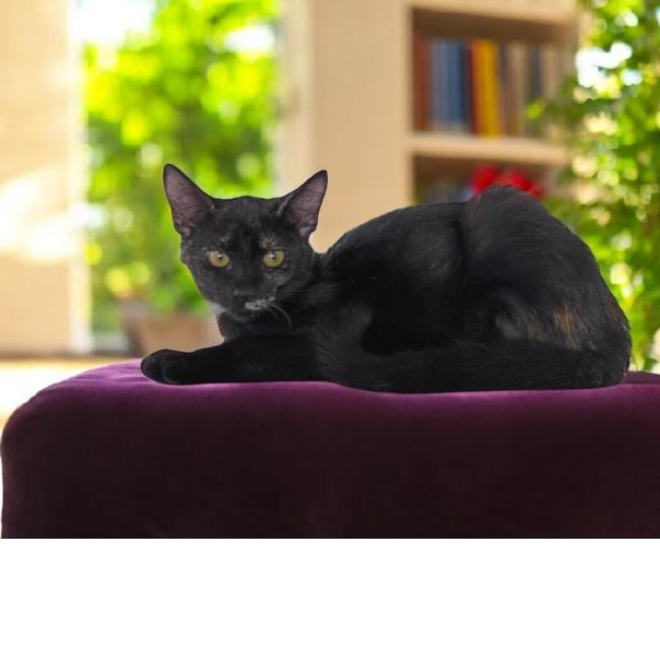 Enlarge Callista, a Adoptable mixed breed in Lakeland, FL image 1/2