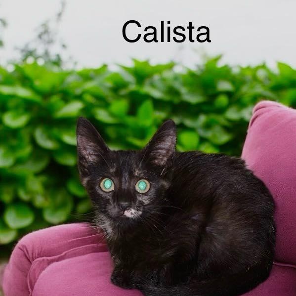 Enlarge Callista, a Adoptable mixed breed in Lakeland, FL image 2/2