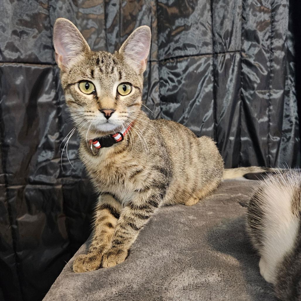 Bobert C9726, Adoptable, Young Male Domestic Short Hair.