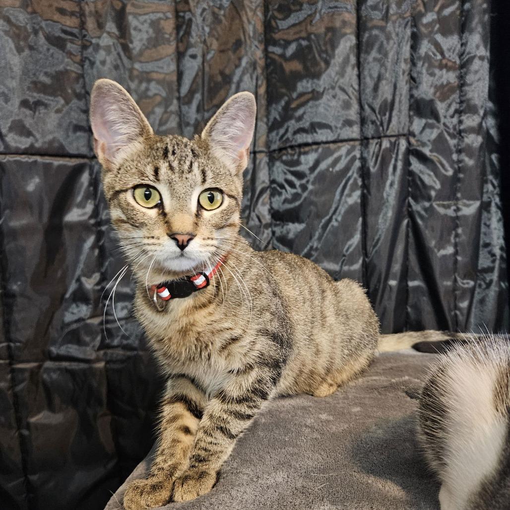 Bobert C9726, a Adoptable Domestic Short Hair in Princeton, MN image 3/3