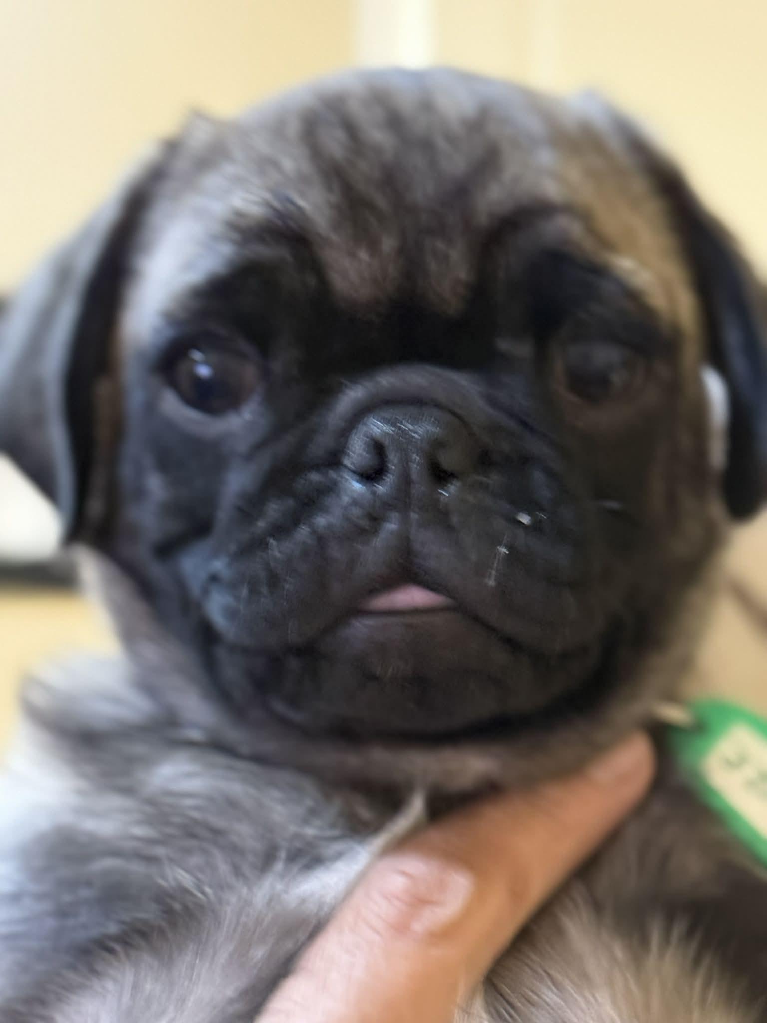 Enlarge Snooze, an adoptable Pug in Phoenix, AZ image 2/5