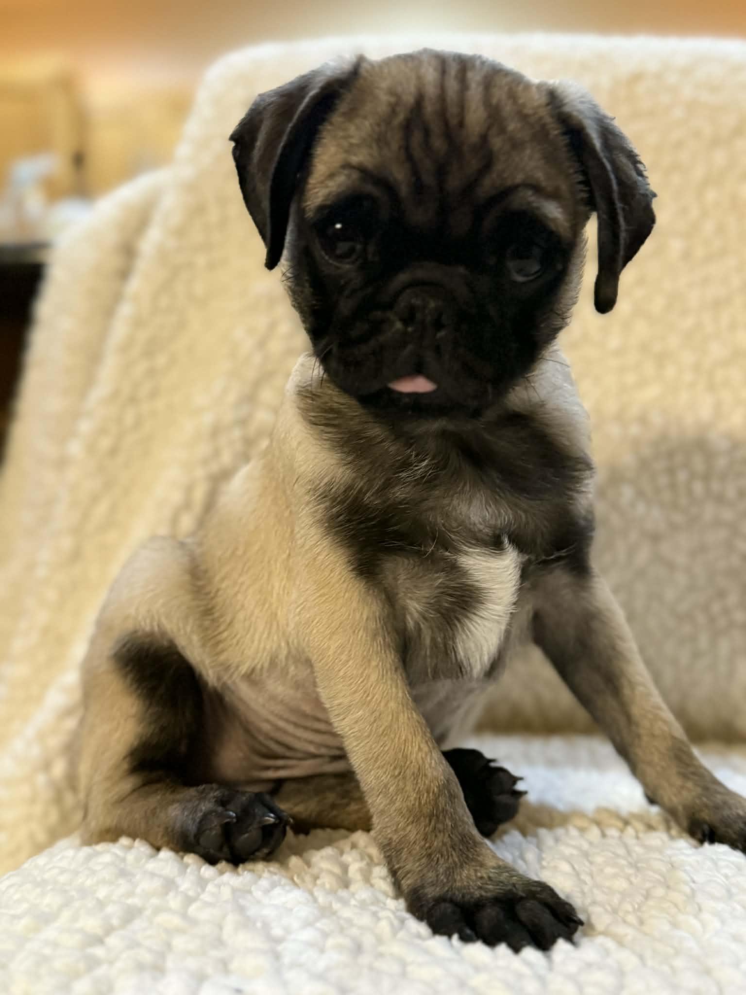 Snooze, adoptable, Puppy Male Pug.