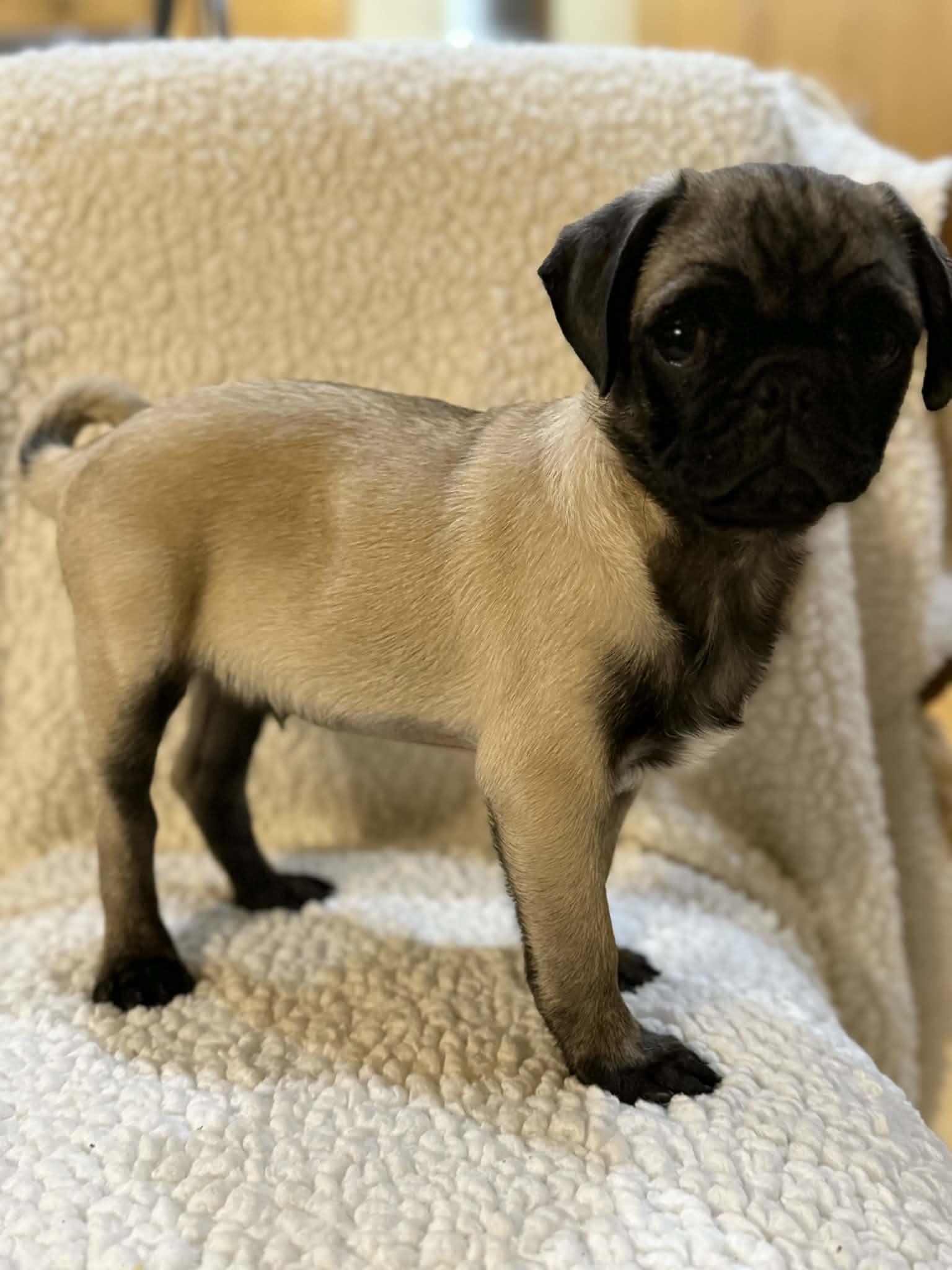 Enlarge Snooze, an adoptable Pug in Phoenix, AZ image 3/5