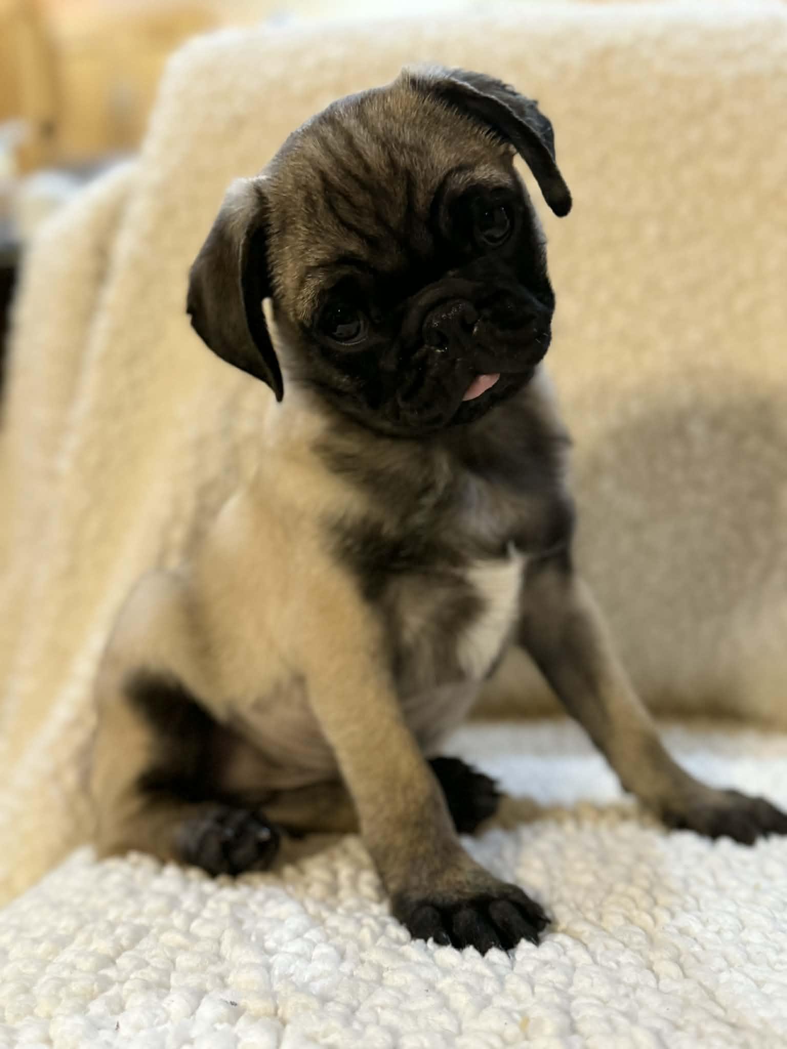 Enlarge Snooze, an adoptable Pug in Phoenix, AZ image 4/5