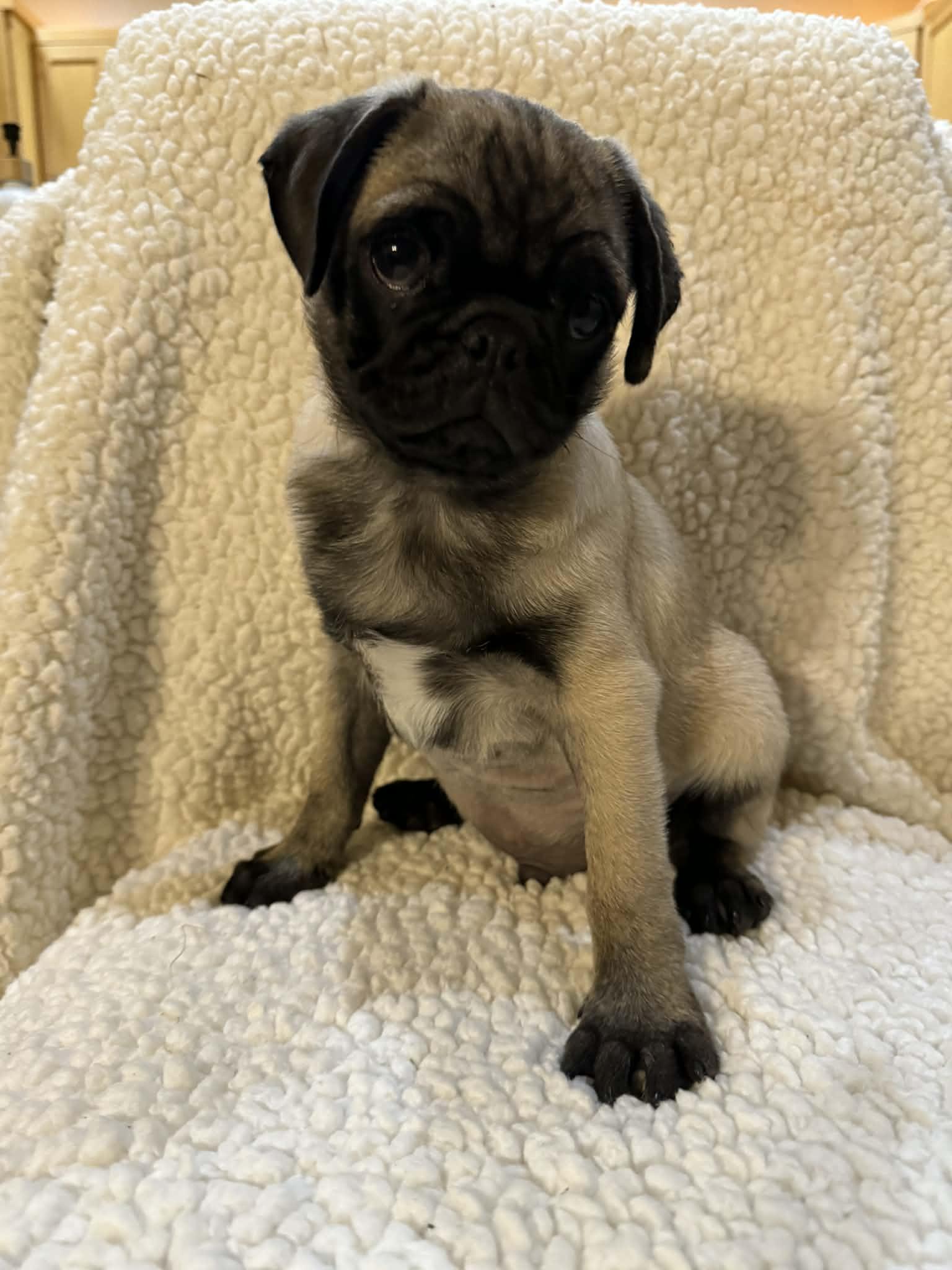 Enlarge Snooze, an adoptable Pug in Phoenix, AZ image 5/5