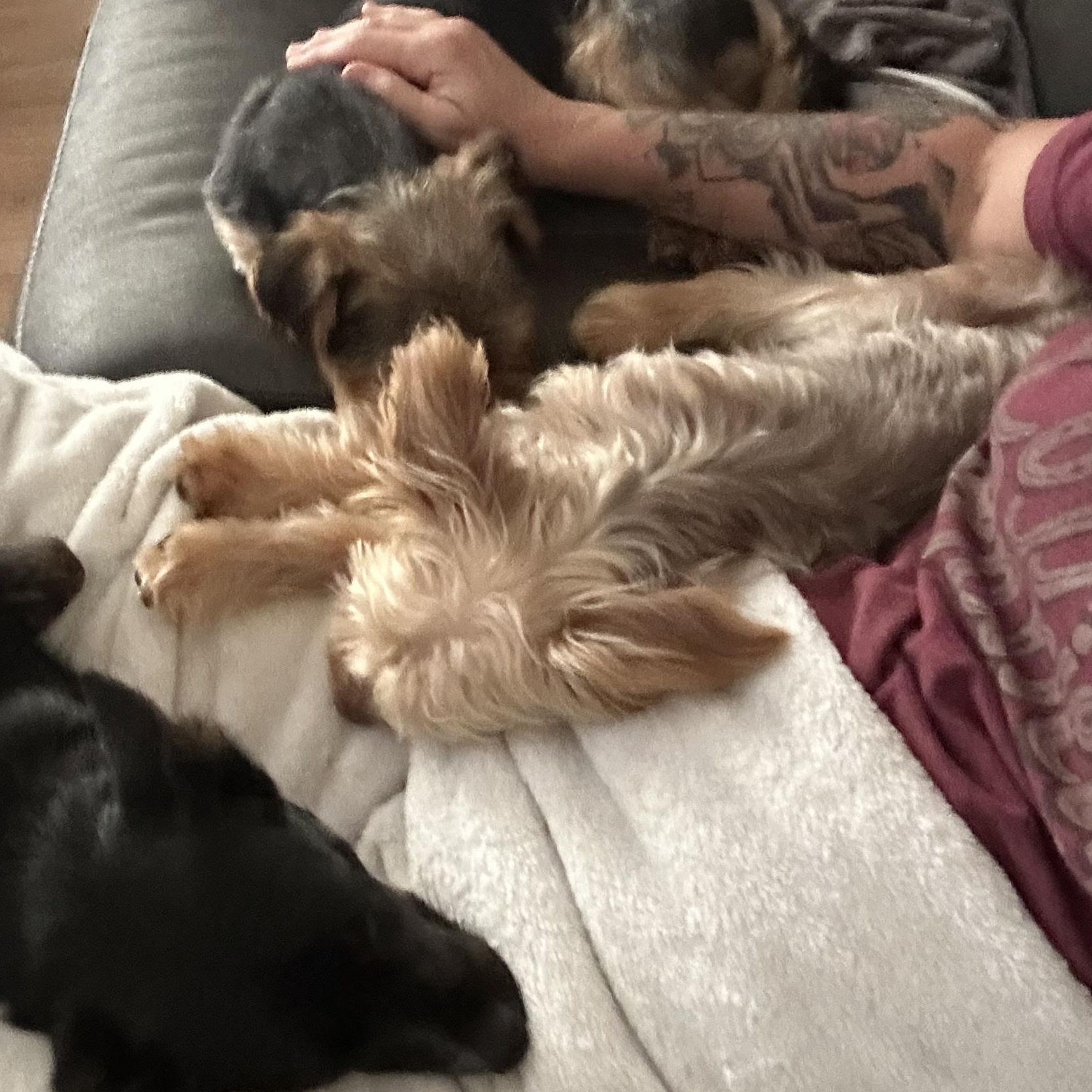 Jesse, Adopted, Young Male Yorkshire Terrier.