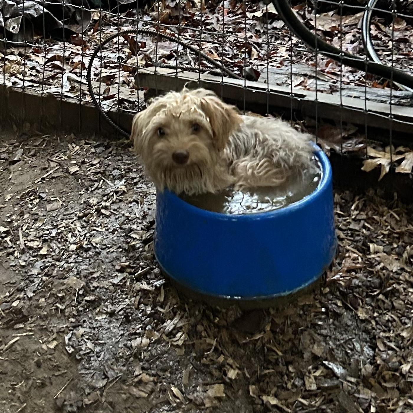 Jesse, a Adopted Yorkshire Terrier in Big Rock, TN image 4/4