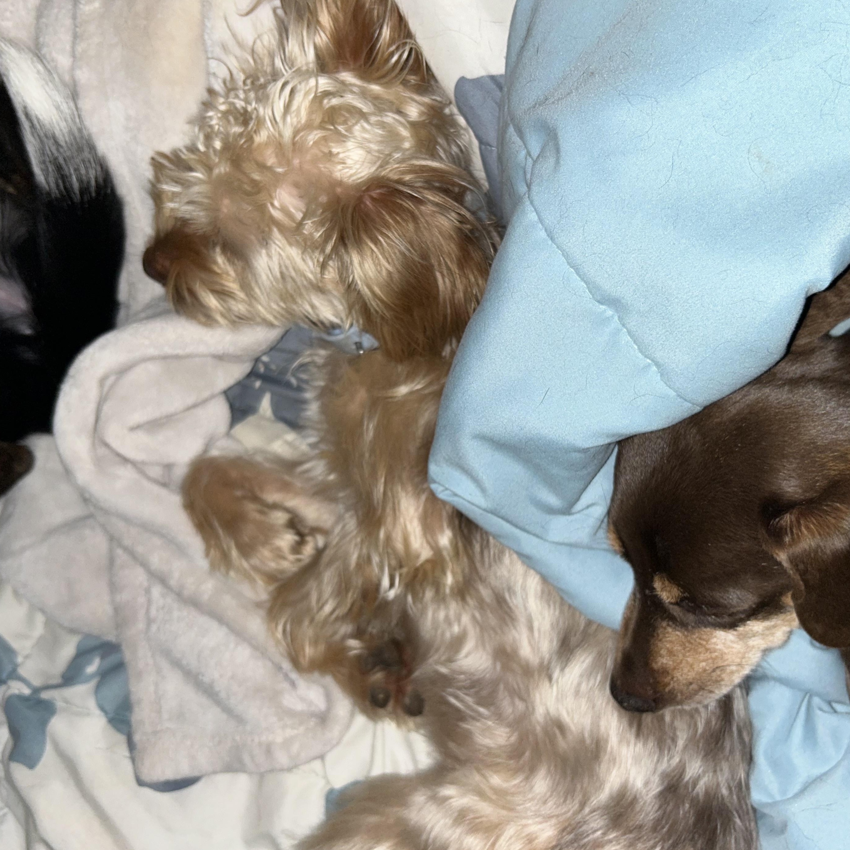 Jesse, a Adopted Yorkshire Terrier in Big Rock, TN image 1/4