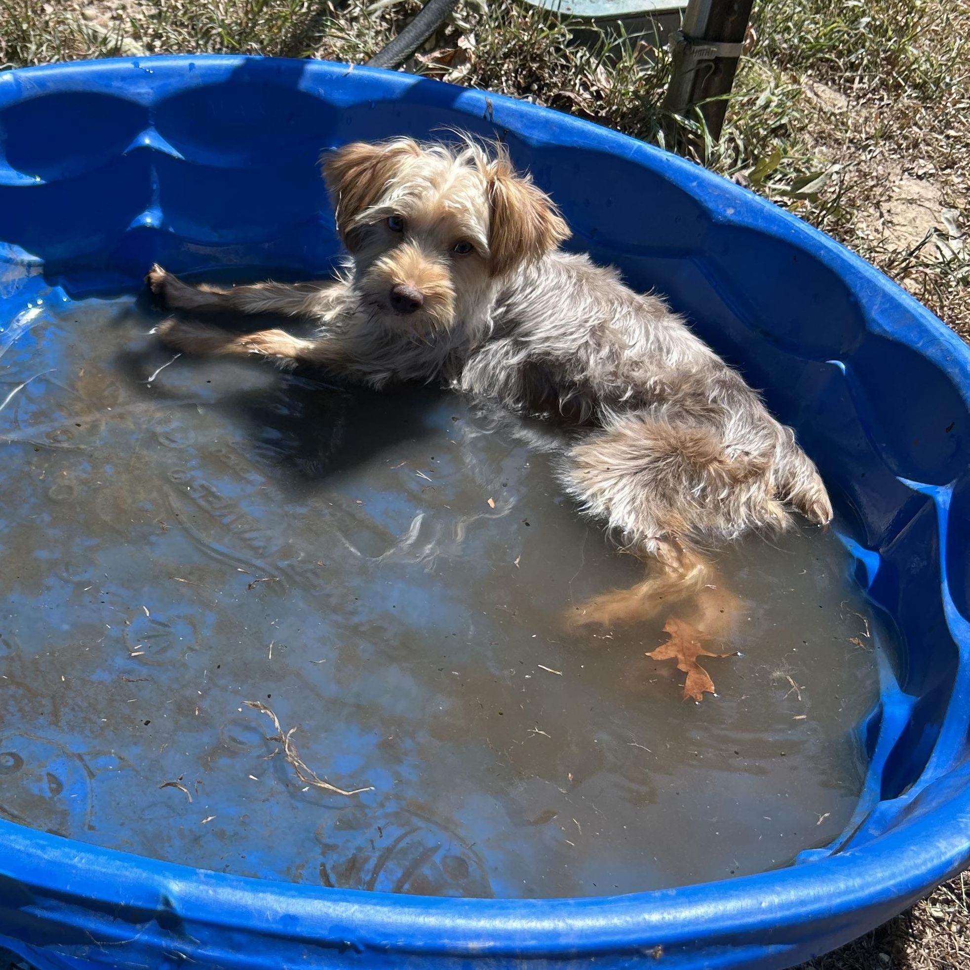 Jesse, a Adopted Yorkshire Terrier in Big Rock, TN image 3/4