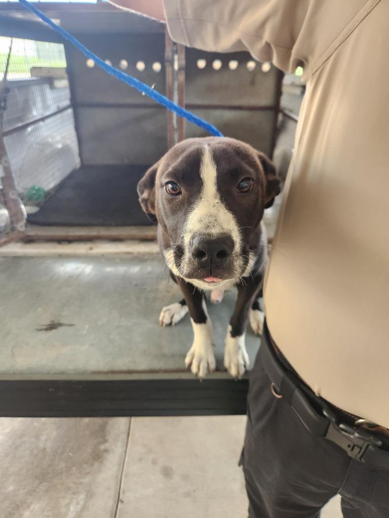 Semi, Adoptable, Young Male American Bulldog & Mixed Breed.