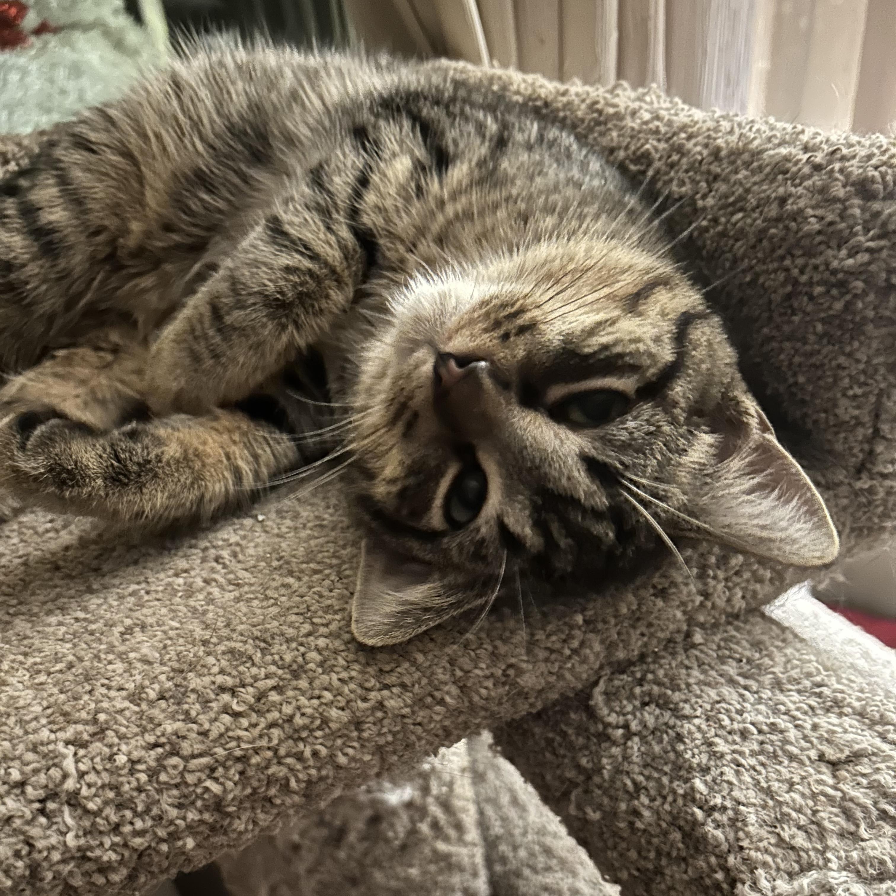 Enlarge Balthazar, a Adoptable Domestic Short Hair in Greenwood, IN image 1/1