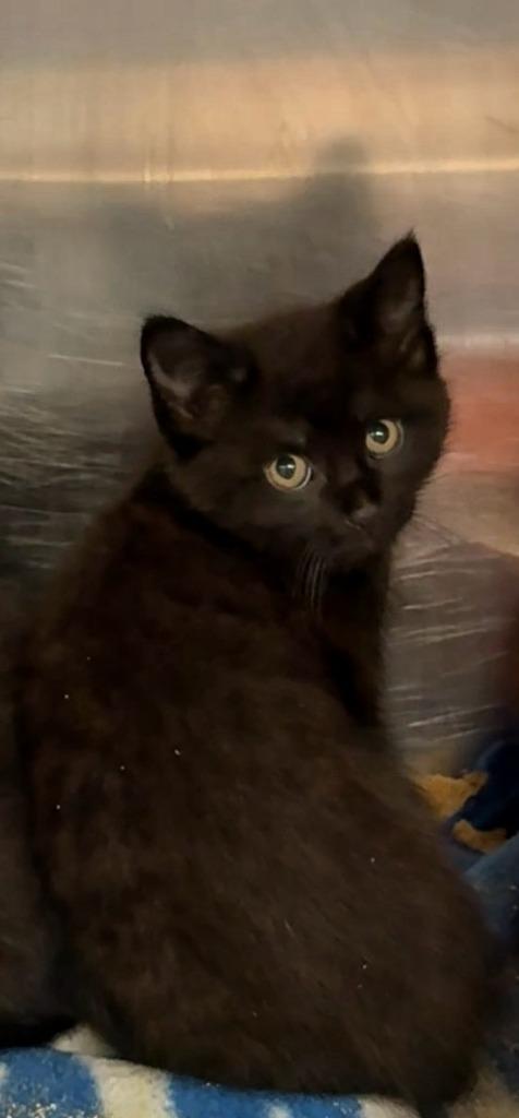 Dallas, Adoptable, Kitten Male Domestic Short Hair.