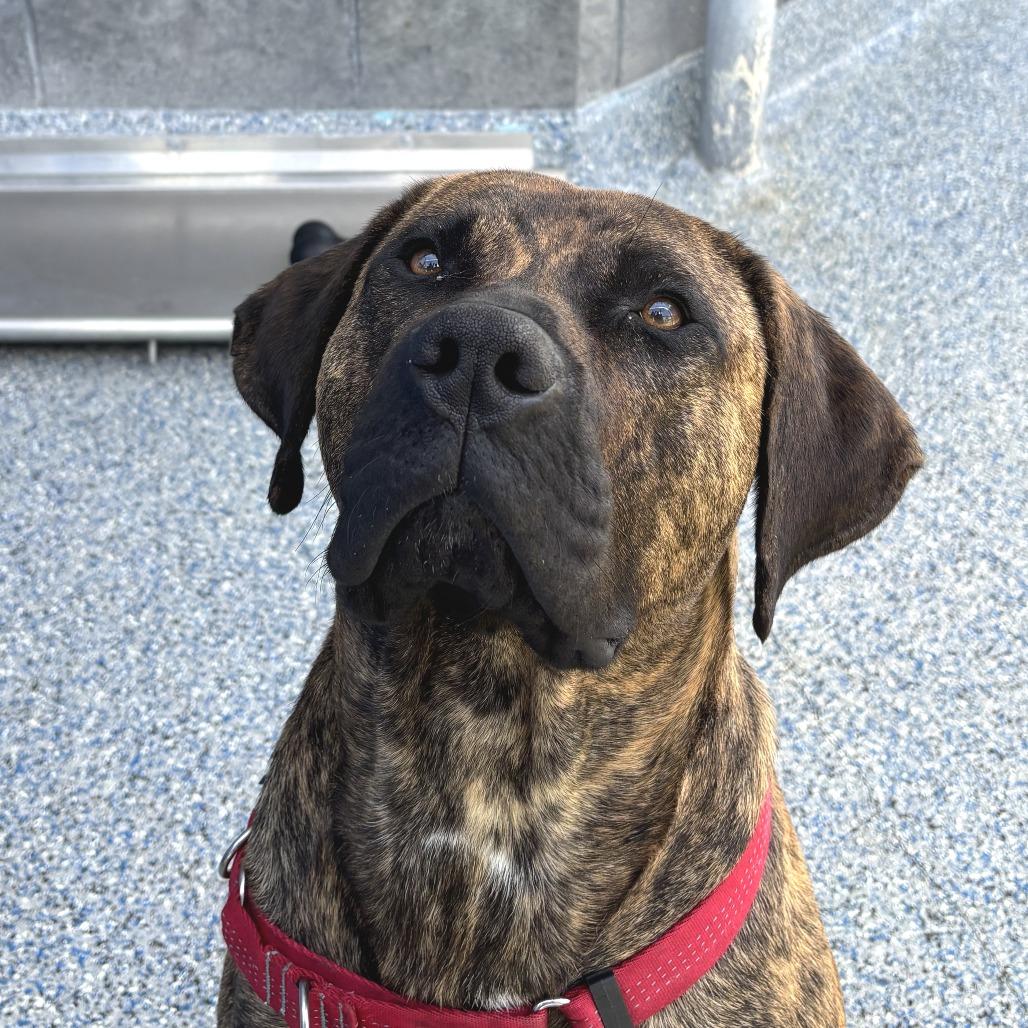 Enlarge Yuley, a Adoptable mixed breed in Hawthorne, CA image 1/3