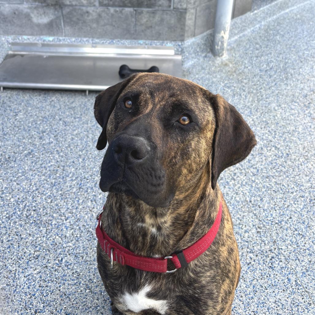 Enlarge Yuley, a Adoptable mixed breed in Hawthorne, CA image 2/3