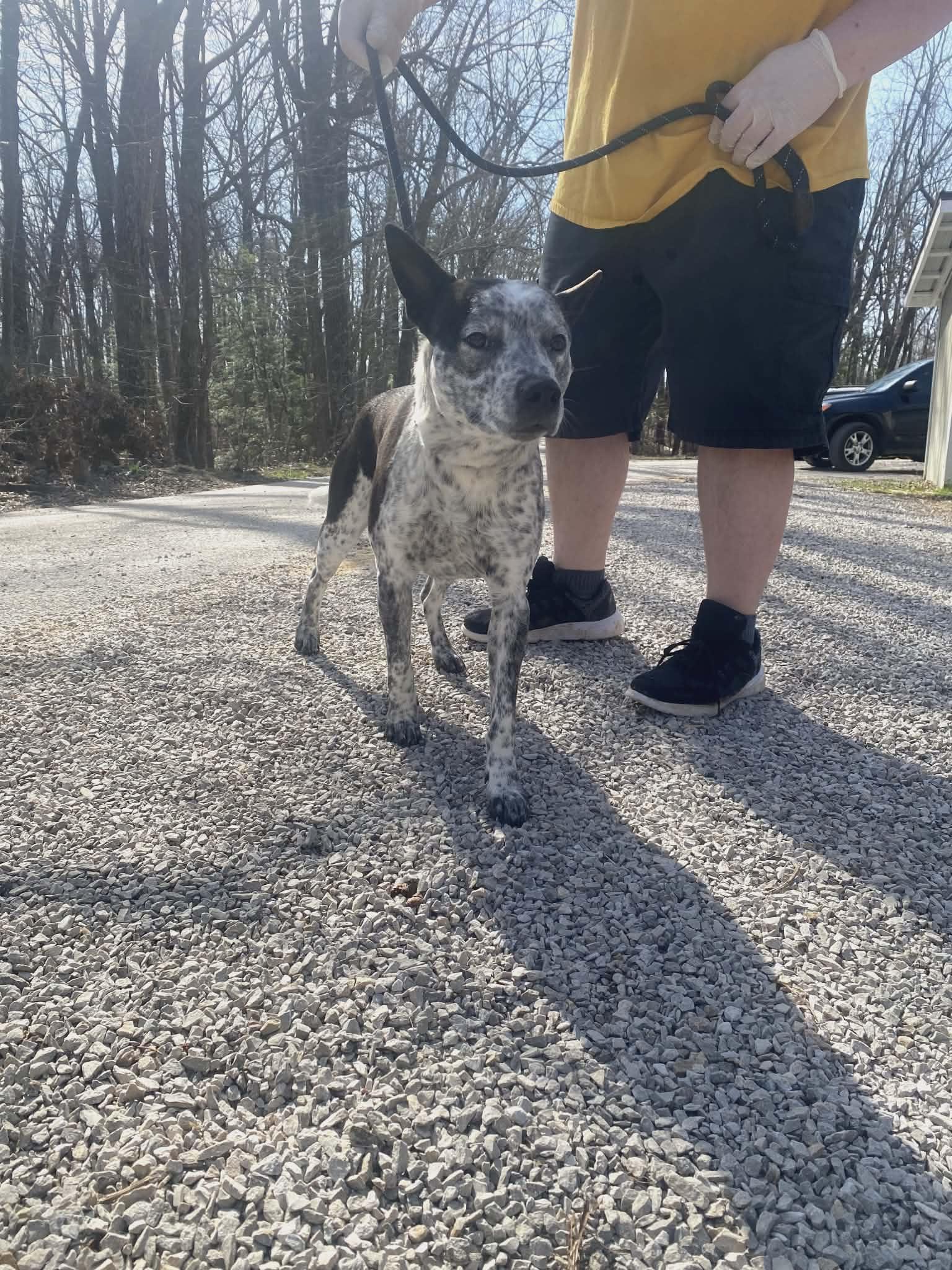 Little Danny, Adoptable, Adult Male Australian Cattle Dog / Blue Heeler.