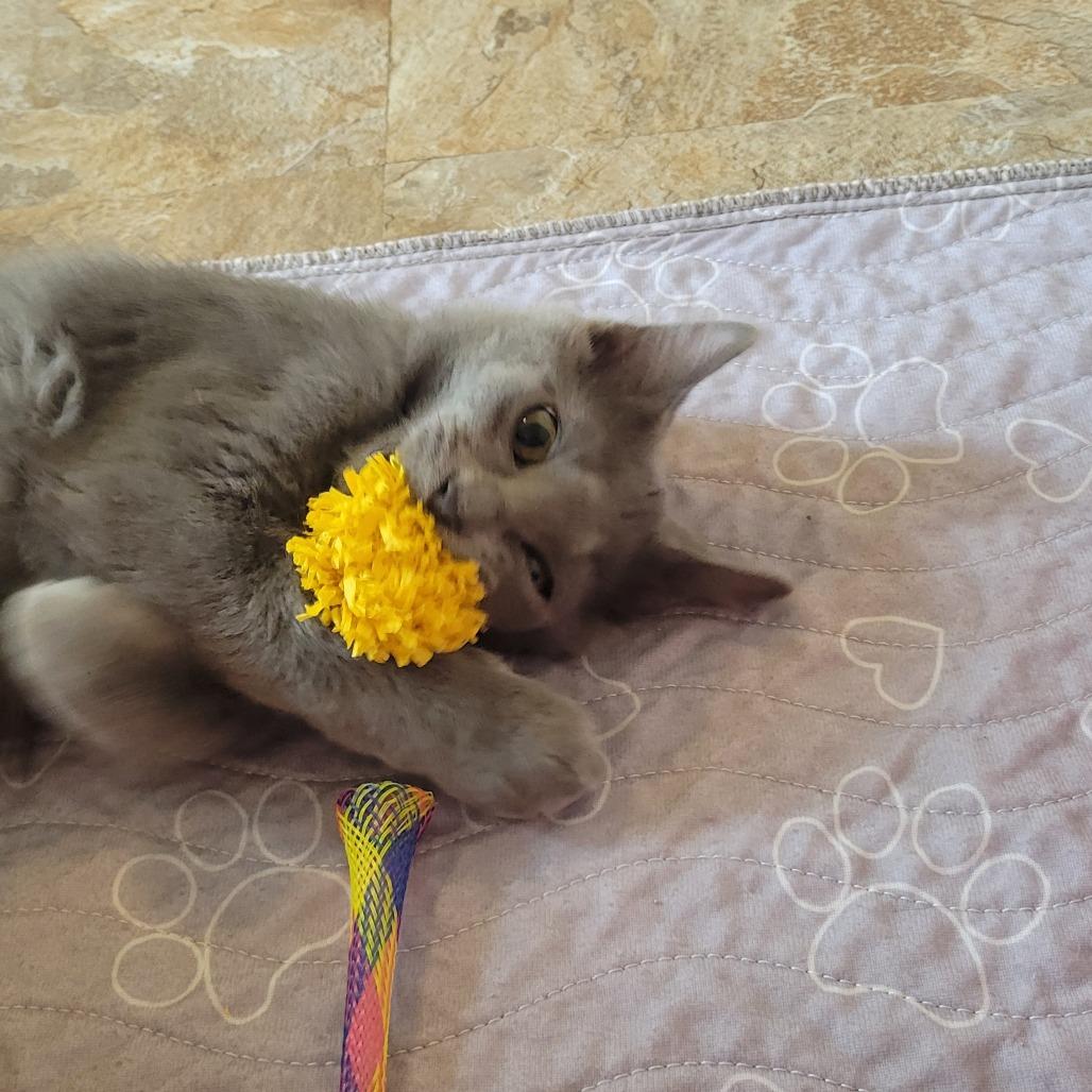 Arche, Adoptable, Young Male Domestic Short Hair.