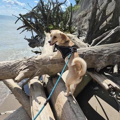 Scamp, Adoptable, Young Male Chihuahua.