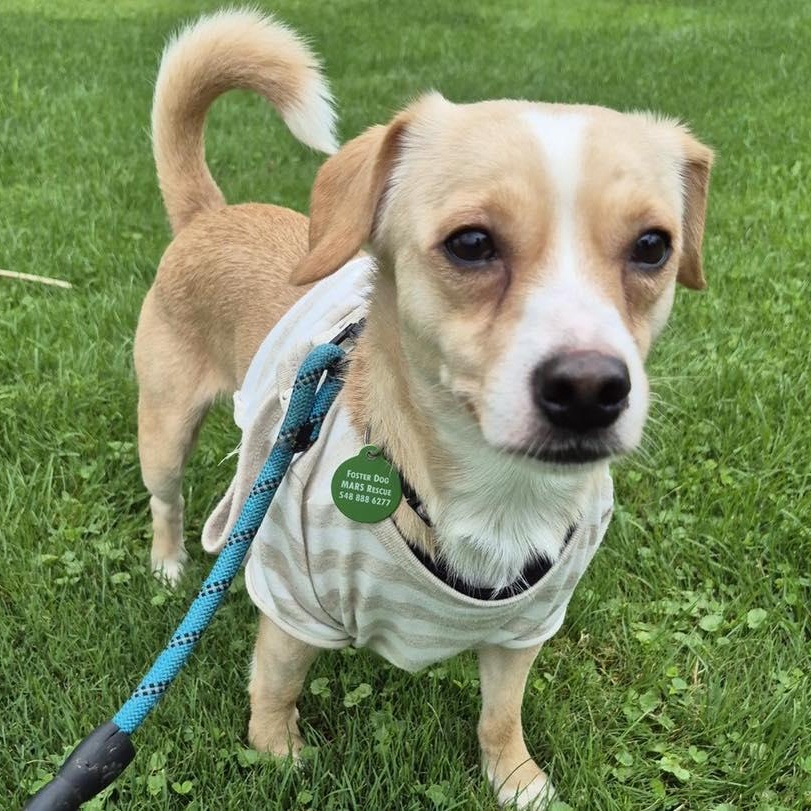 Enlarge Scamp, a Adoptable mixed breed in St Thomas, ON image 3/4