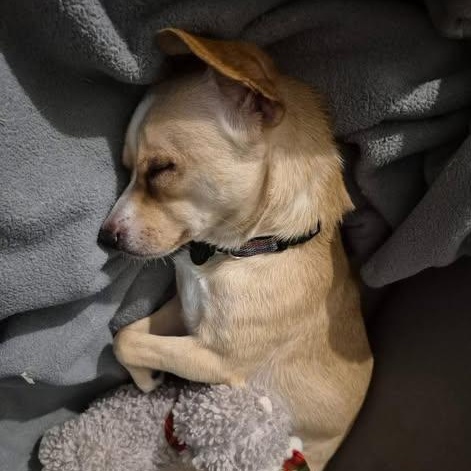 Enlarge Scamp, a Adoptable mixed breed in St Thomas, ON image 4/4