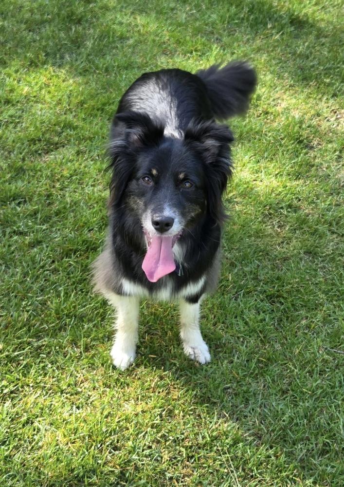 0831 Finn, a Adoptable Australian Shepherd in Griffith, IN image 1/6