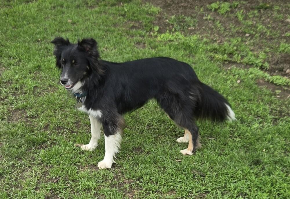 Enlarge 0831 Finn, a Adoptable Australian Shepherd in Griffith, IN image 2/6