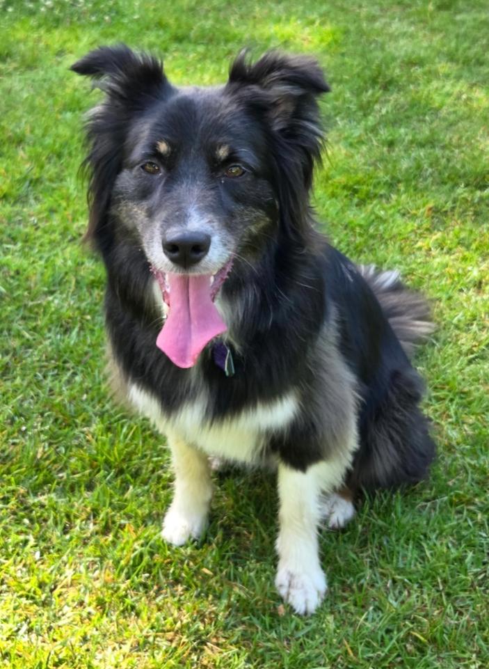 0831 Finn, a Adoptable Australian Shepherd in Griffith, IN image 2/6
