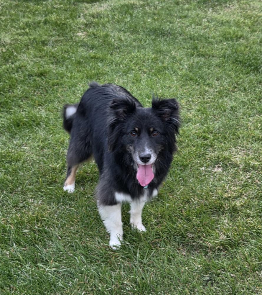 0831 Finn, Adoptable, Young Male Australian Shepherd.