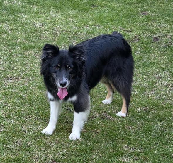 Enlarge 0831 Finn, a Adoptable Australian Shepherd in Griffith, IN image 5/6