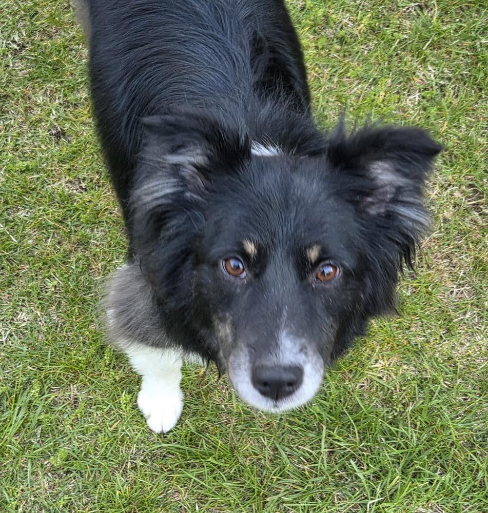 Enlarge 0831 Finn, a Adoptable Australian Shepherd in Griffith, IN image 6/6