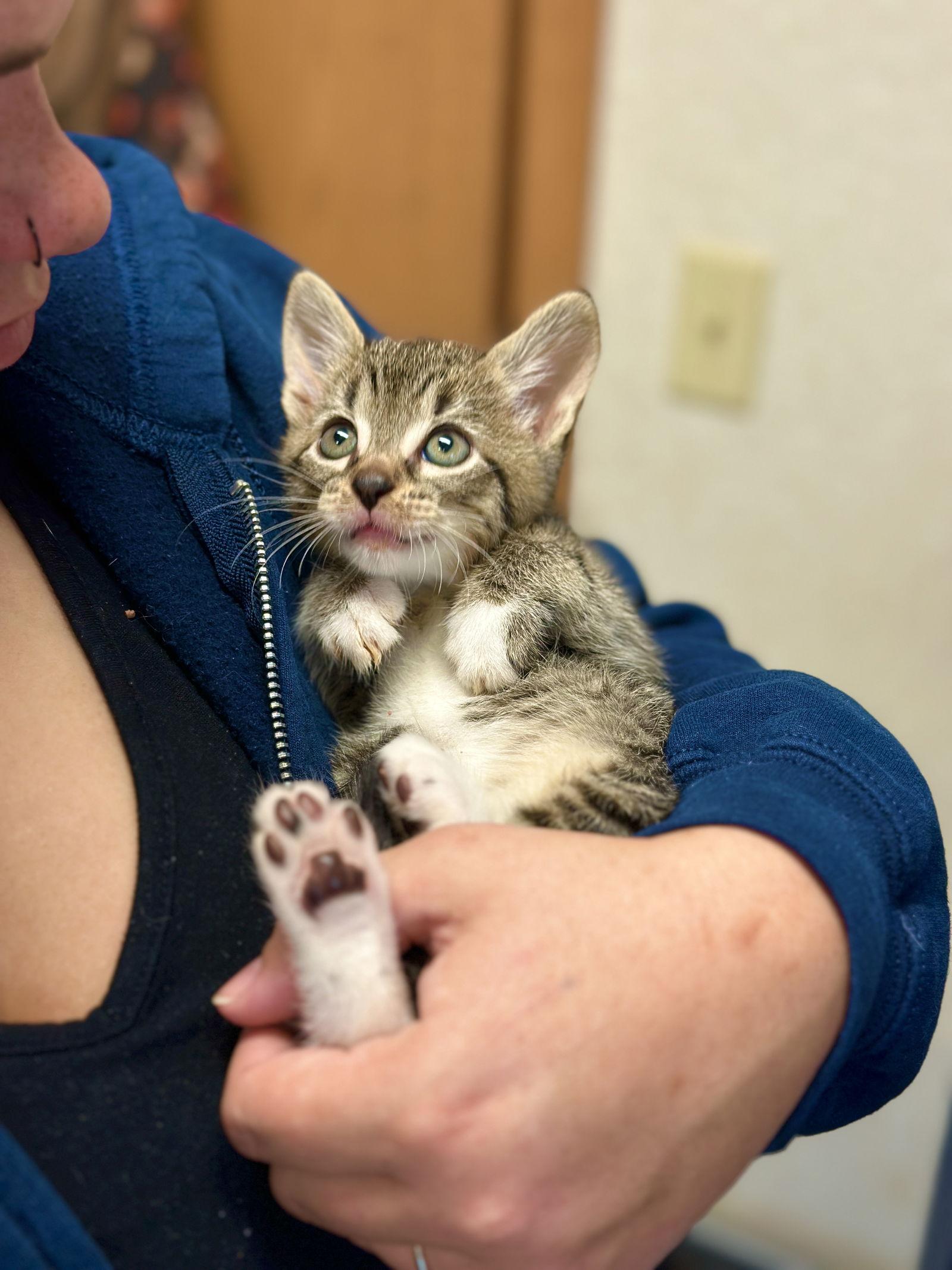 Winston, Adoptable, Kitten Male Domestic Short Hair.