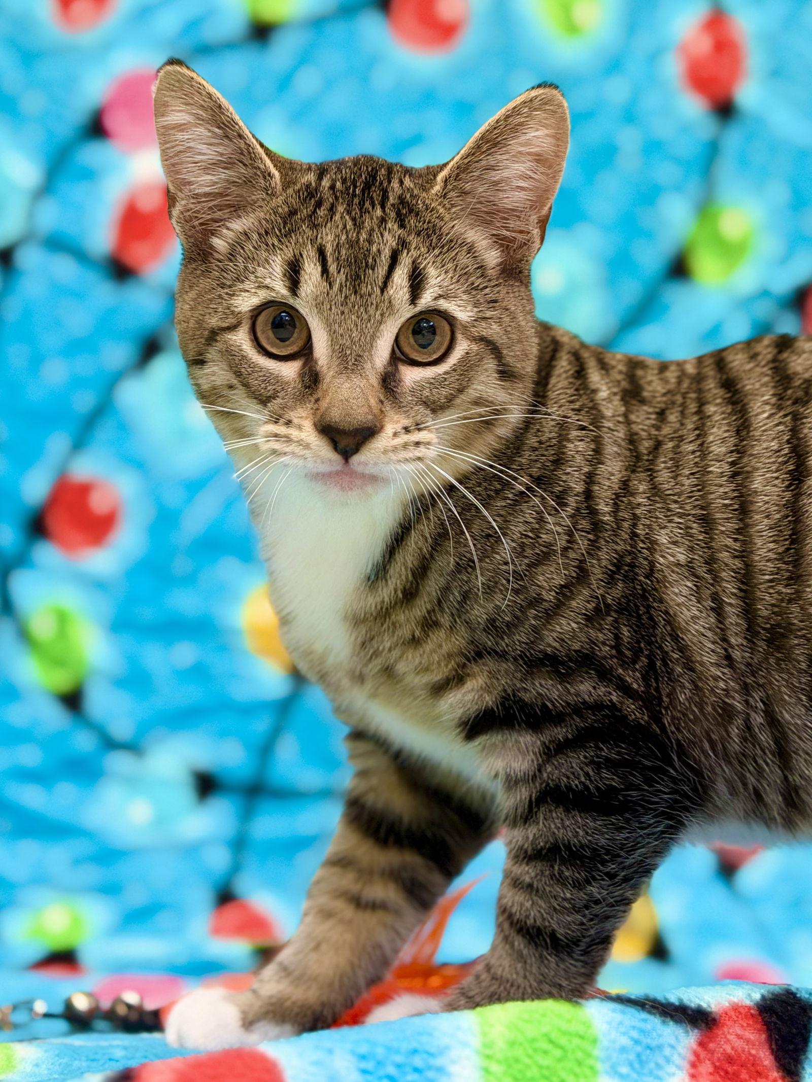 Enlarge Winston, a Adoptable Domestic Short Hair in West Cornwall, CT image 2/3