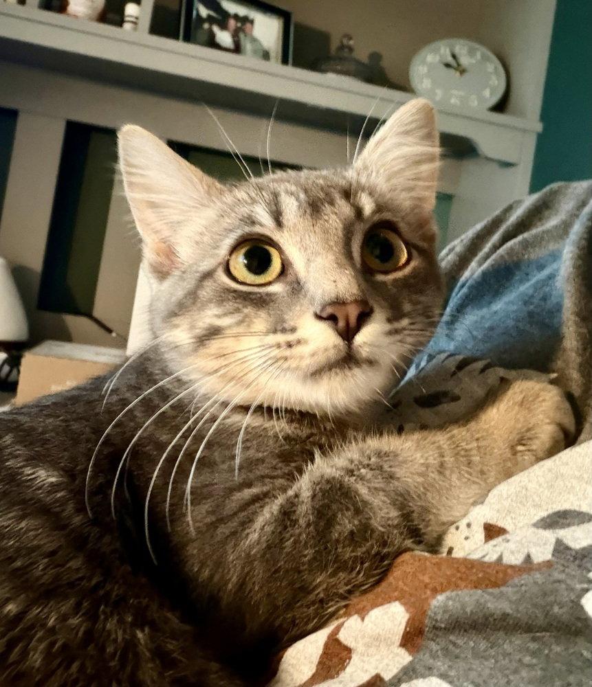 Selene, Adoptable, Kitten Female Domestic Short Hair.