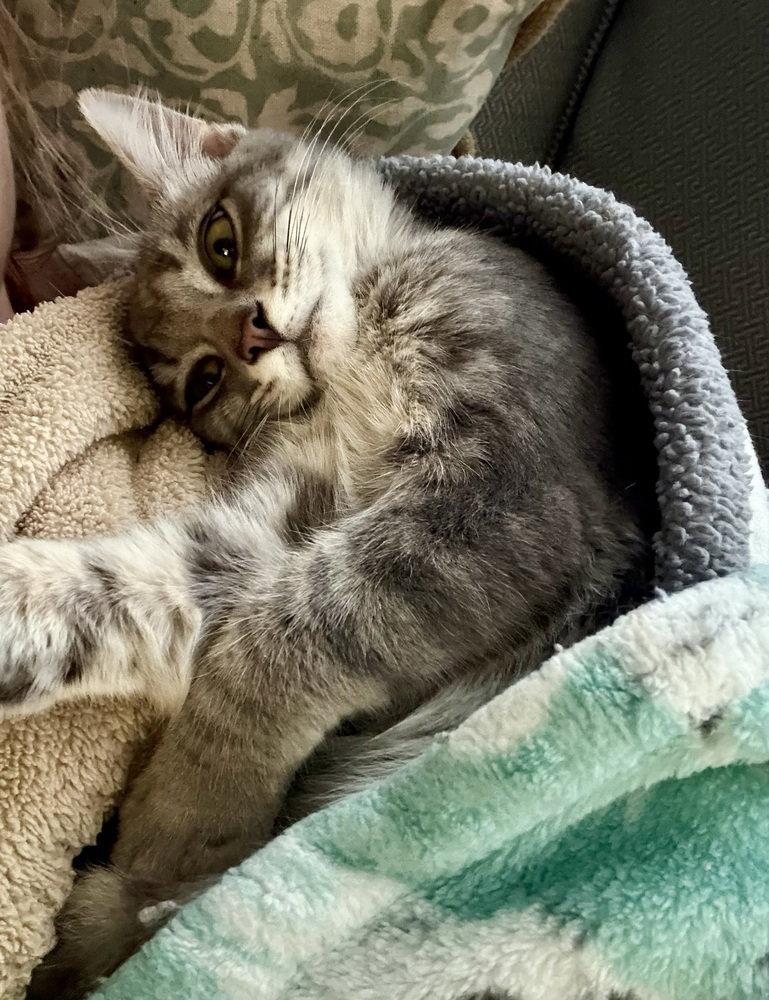 Enlarge Selene, a Adoptable Domestic Short Hair in O'Fallon, MO image 2/2