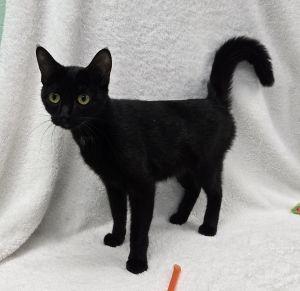 Holly, ADOPTABLE, Adult Female Domestic Short Hair.