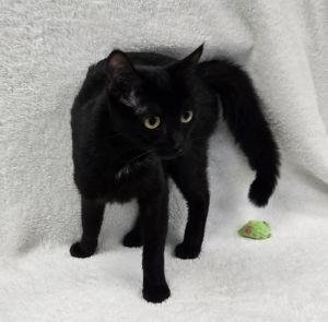 Enlarge Holly, a ADOPTABLE Domestic Short Hair in Bucyrus, OH image 2/3