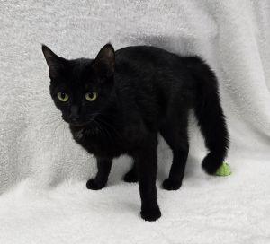 Enlarge Holly, a ADOPTABLE Domestic Short Hair in Bucyrus, OH image 3/3
