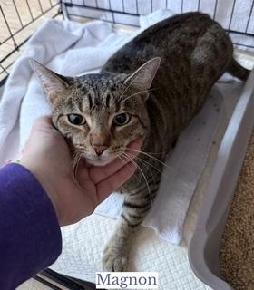 Enlarge Magnon, a ADOPTABLE Domestic Short Hair in Berkeley Springs, WV image 2/3