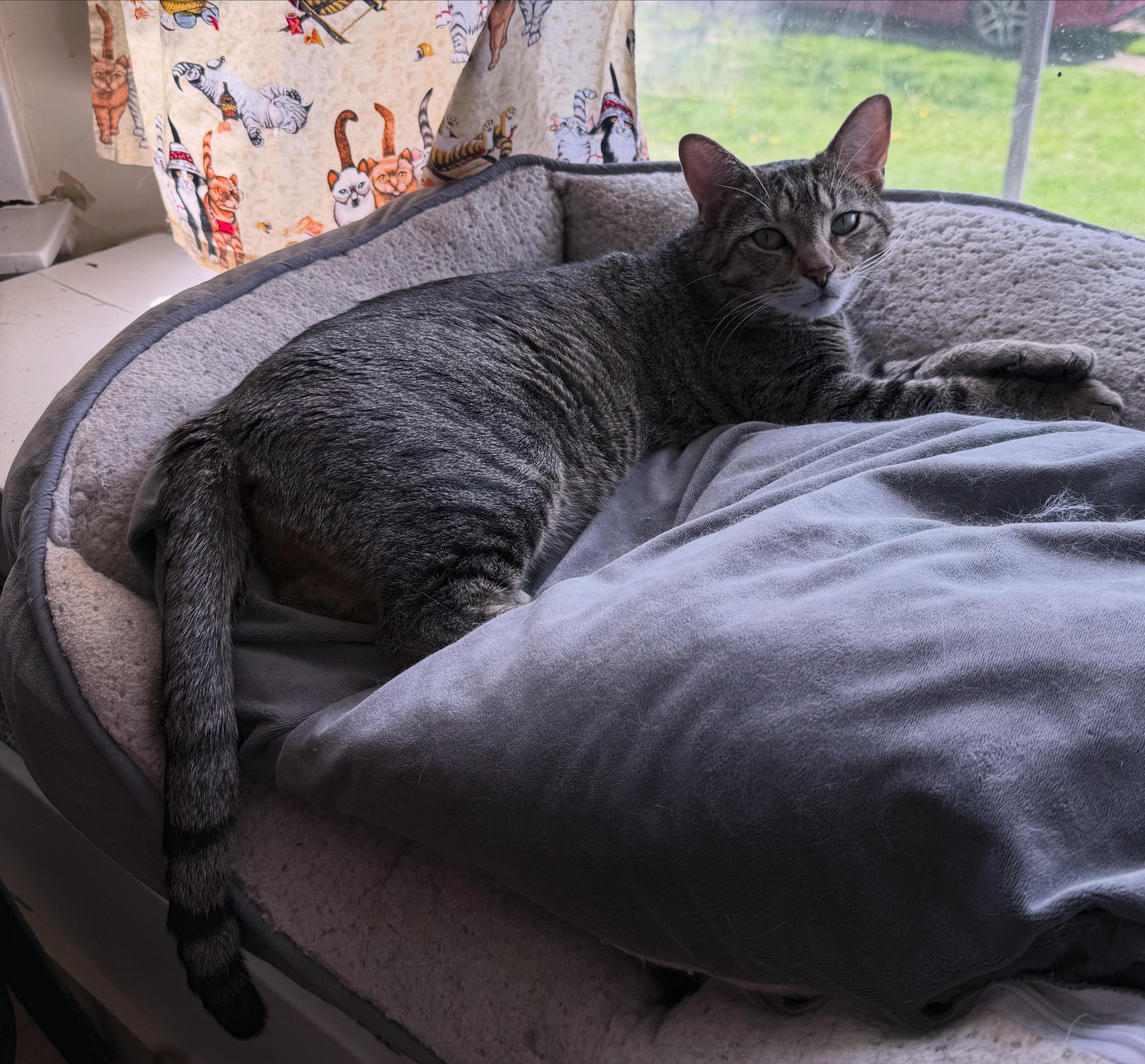 Enlarge Magnon, a ADOPTABLE Domestic Short Hair in Berkeley Springs, WV image 2/5