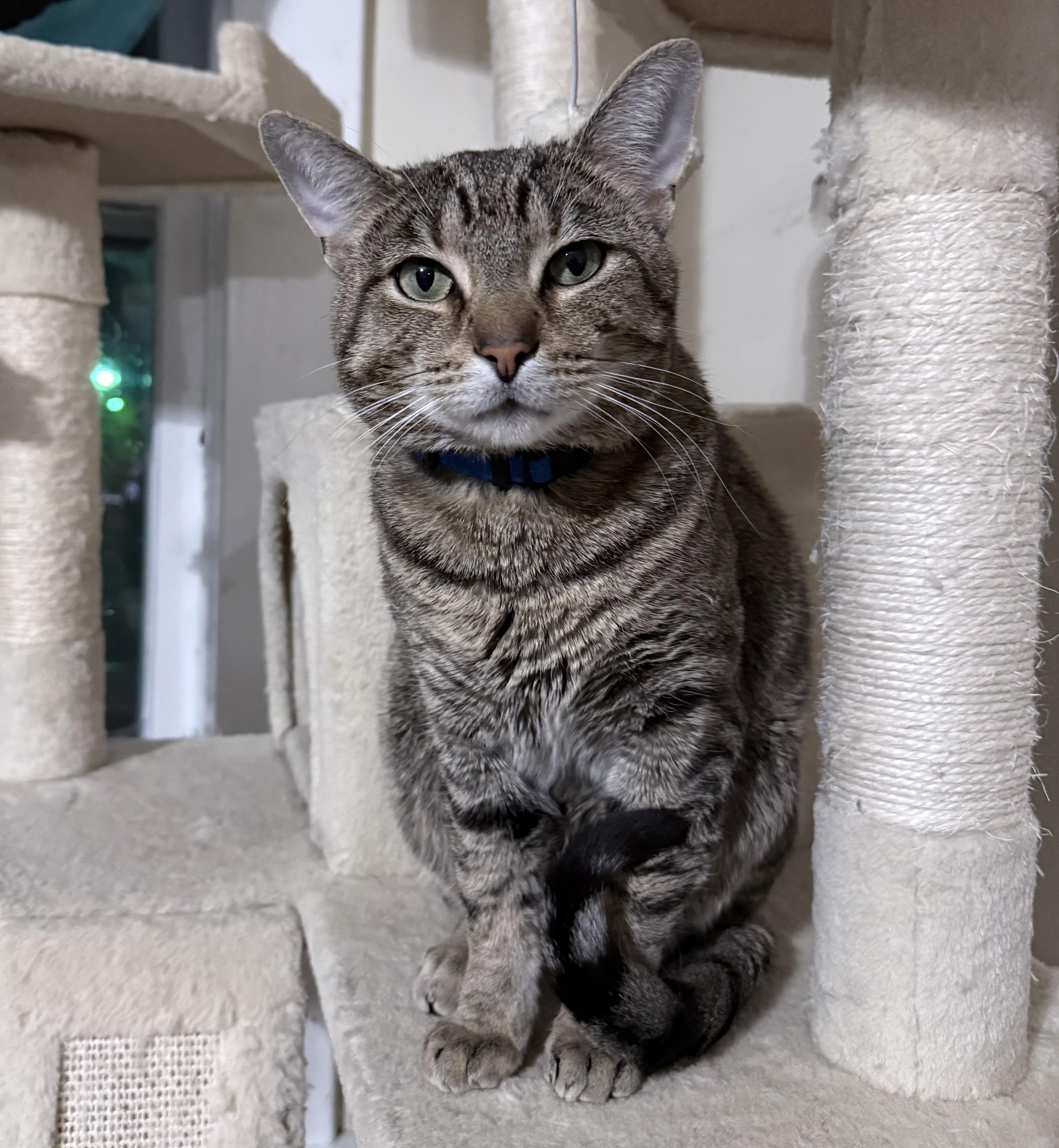 Enlarge Magnon, a ADOPTABLE Domestic Short Hair in Berkeley Springs, WV image 1/5