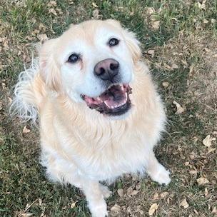 Roscoe, Adoptable, Adult Male Golden Retriever & Chow Chow.